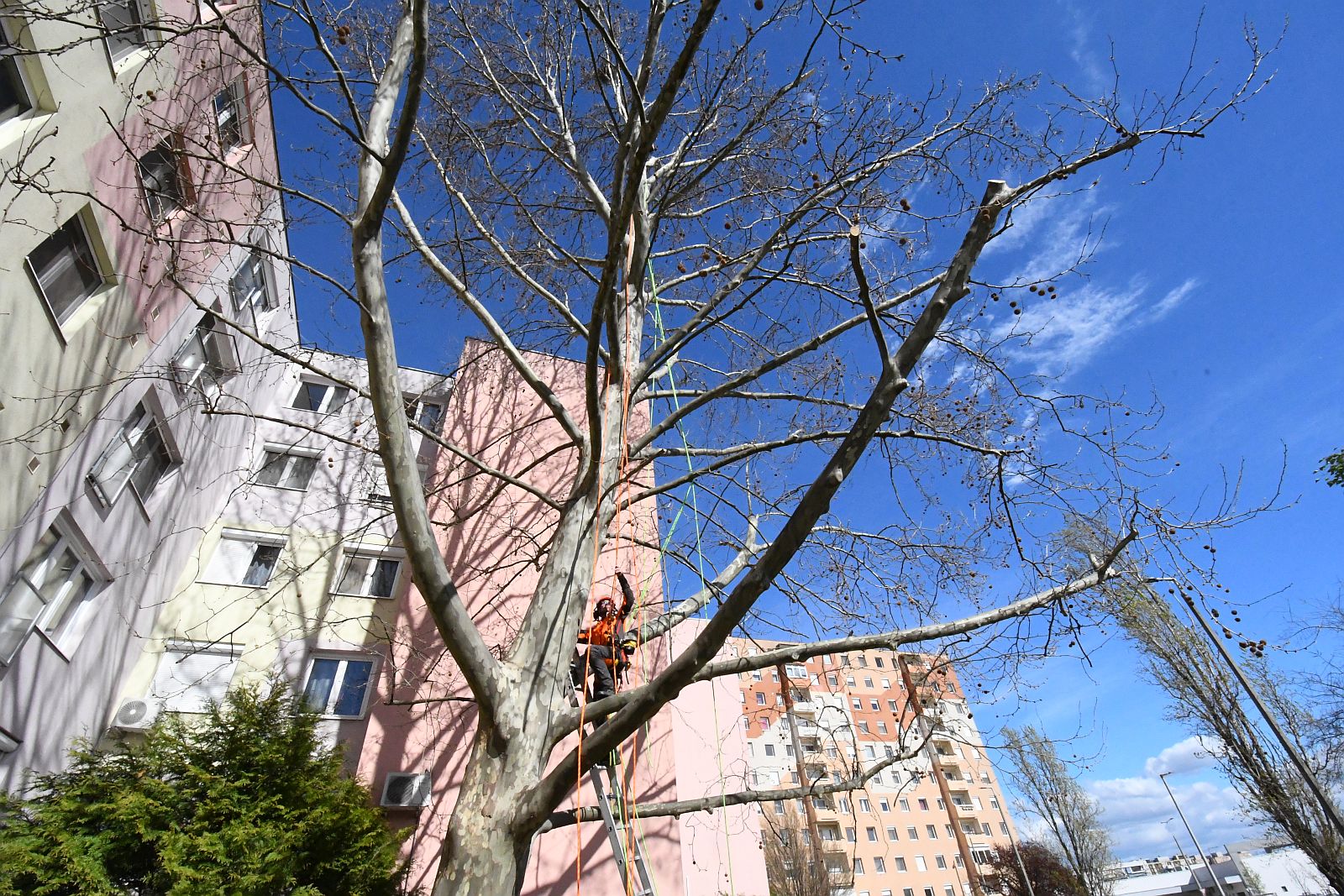 Alpintechnikával tették biztonságossá a nagy platánt a Jancsár utcában